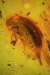 Fossil Beetle (Staphylinidae) & Fly (Diptera) In Baltic Amber #48249-2